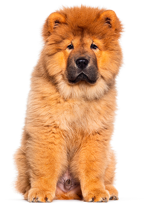 Google chow chow sales